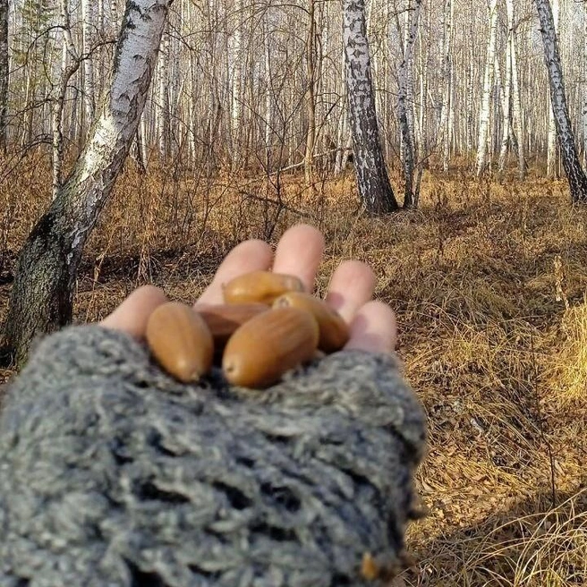 Участники прошлогодних акций уже посеяли несколько сотен килограммов желудей | Источник: Экодвижение «Зеленый хоровод»