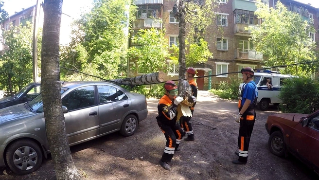 Березу пришлось пилить | Источник: ЦГЗ Ярославля