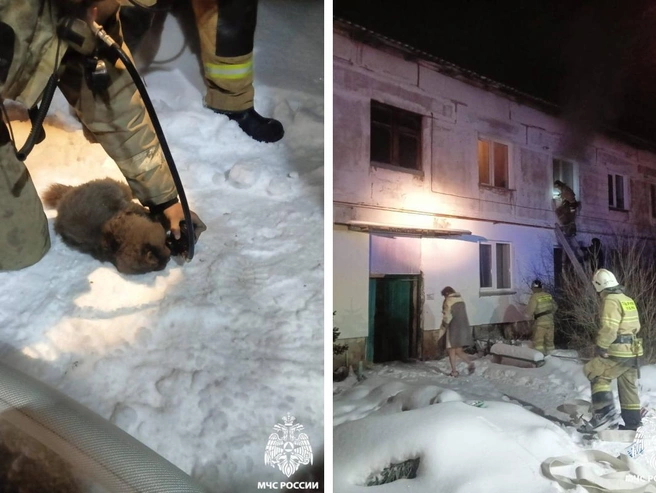 Одной из кошек понадобилась помощь | Источник: МЧС по Новосибирской области 