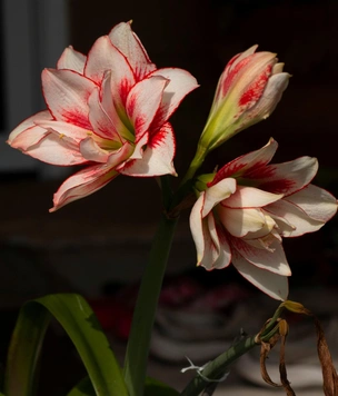 7 новогодних растений, которые опасны для ваших питомцев