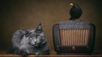Лучшие фото домашних животных в 2025 году: победители конкурса Pet Photography Awards