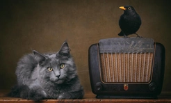 Лучшие фото домашних животных в 2025 году: победители конкурса Pet Photography Awards