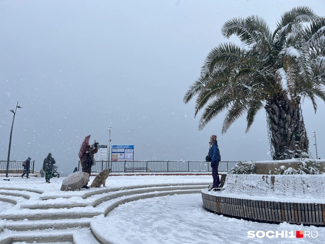 Фото на фоне заснеженной пальмы | Источник: Анна Грицевич / SOCHI1.RU