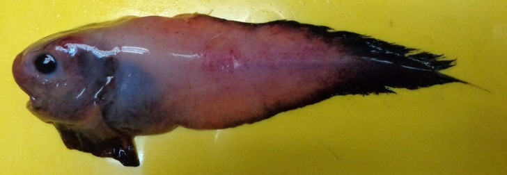В Беринговом море обнаружили новый вид рыб