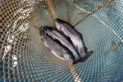 Крупный проект по форели в Ленобласти столкнулся с трудностями