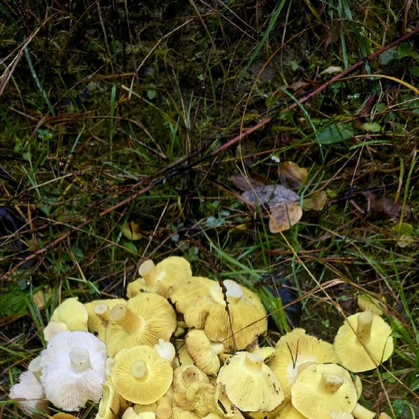 Источник: Грибы и Грибники Подмосковья / vk.com