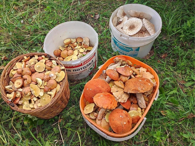 Основная часть улова собрана возле Ишалино | Источник: Грибы. Ягоды. Травы. Челябинск и область. / Vk.com