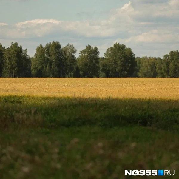На солнце пшеница переливается яркими красками | Источник: Евгений Софийчук / NGS55.RU