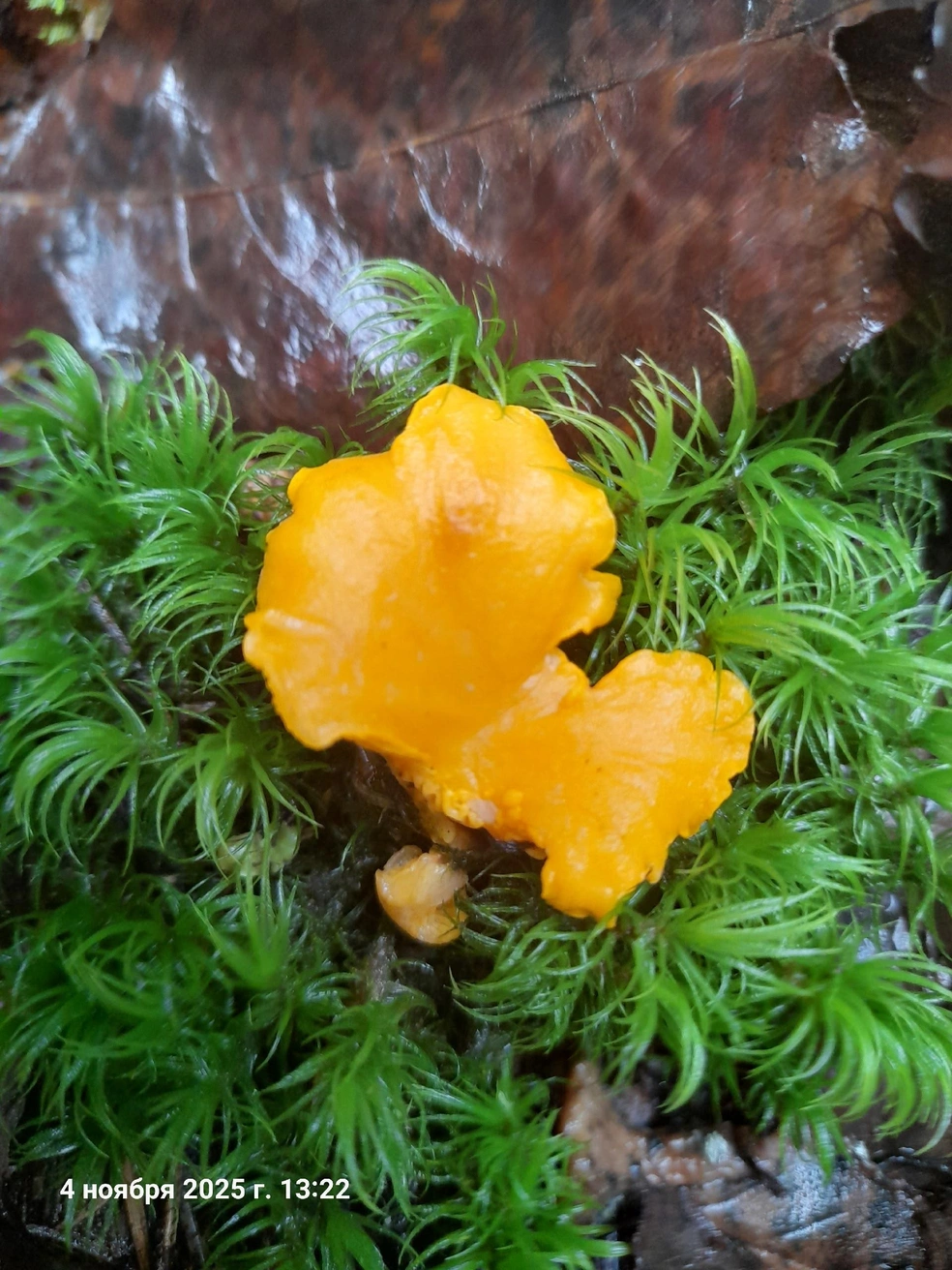 Такая красота растет в Большесельском районе | Источник: «Грибы 2025» / Vk.com