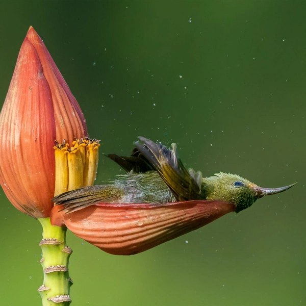 Источник: Nature TTL Photographer of the Year