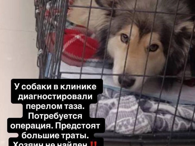 Для спасения собаки необходима хирургическая операция | Источник: читатель E1.RU