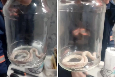 Спасатели изловили «бананового» питона в искитимской квартире