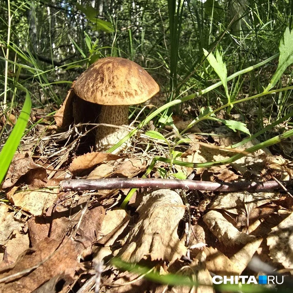 Источник: очевидец