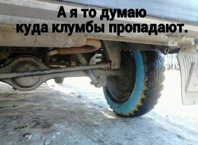 24 самые смешные картинки июля и клумбарий | Источник: соцсети