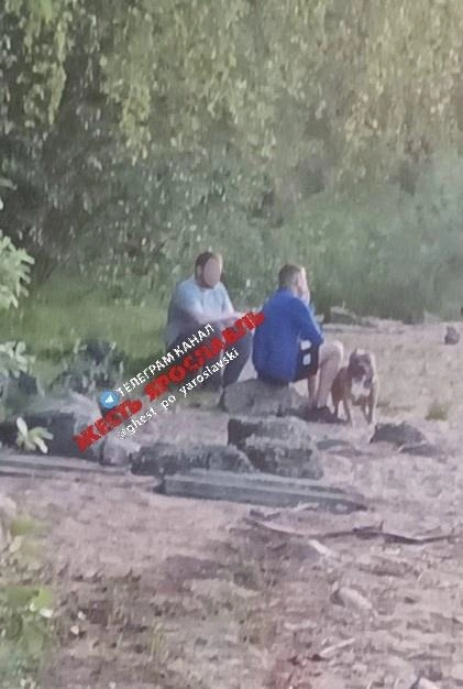 По словам женщины, на фото — та самая собака | Источник: Жесть Ярославль / Vk.com
