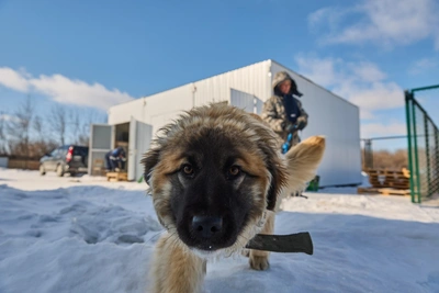 Три собаки напали на женщину в Уфе
