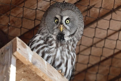 В казанский зоопарк привезли неясытей и сов