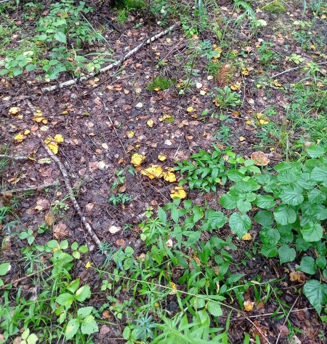 полянка, усыпанная грибами  | Источник: читатель 72.RU