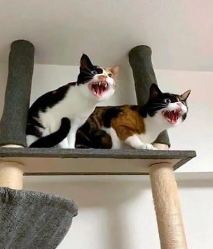 Как веселятся и бесятся коты, когда их двое (смешные фото)