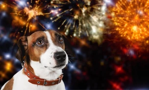 Не салюты, а сущее наказание: что делать, если ваша собака или кошка боится фейерверков