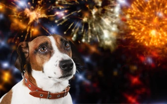 Не салюты, а сущее наказание: что делать, если ваша собака или кошка боится фейерверков