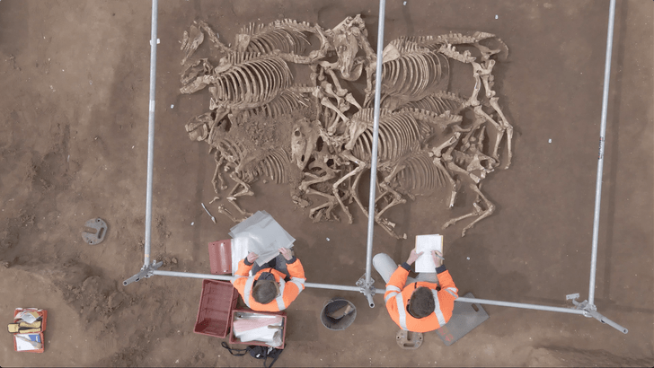 28 жеребцов аккуратно лежат рядами: во Франции найдено загадочное захоронение возрастом 2000 лет