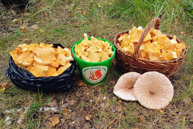 Очень приличный результат, согласитесь  | Источник: Грибы. Ягоды. Травы. Челябинск и область. / Vk.com