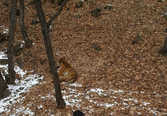 В Приморье тигр подружился с козлом, присланным ему в качестве обеда