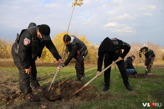 Деревья станут символом связи поколений | Источник: Константин Завриков / V1.RU