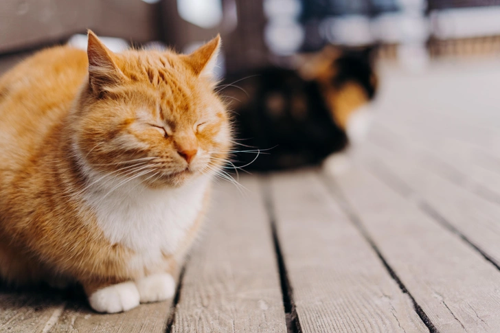 Кошки на улице Зеленоградска | Источник: Alexandra Lovtsova/Shutterstock/Fotodom.ru