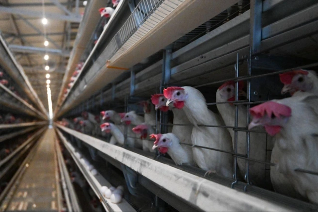 «Синявинская» птицефабрика перестала сильно пахнуть | Источник: телеграм-канал Александра Дрозденко 