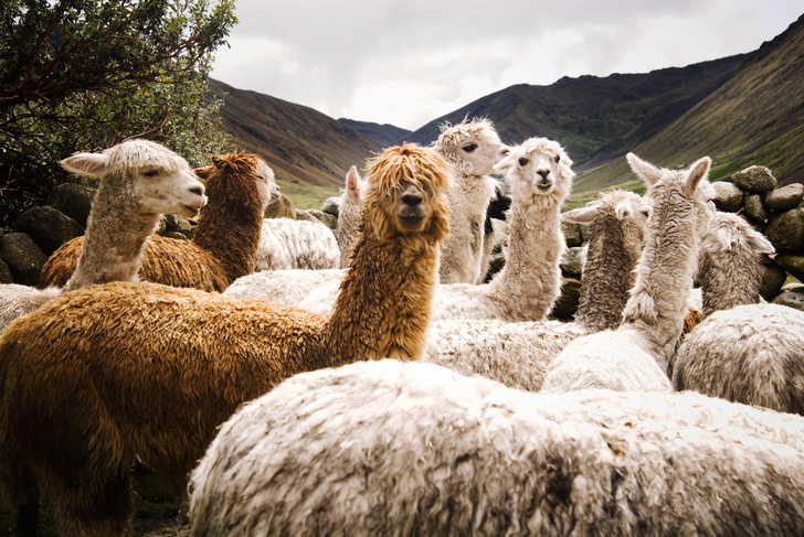 Сокровище Анд: как шерсть альпака стала национальным достоянием Перу