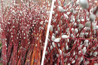 В Красноярске продают вербу: цена пучка к Вербному воскресенью