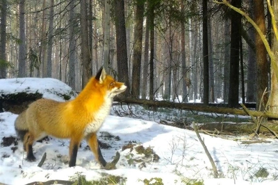 Лисовин в Сестрорецке вышел к людям в период гона