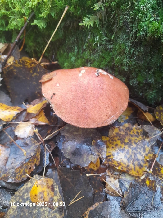 В лесах еще можно найти крепенькие подосиновики | Источник: Марина Лабзина, Грибы Ярославской области / Vk.com