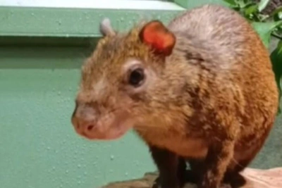 Зоопарк: агути Оливер рассердился на уборку