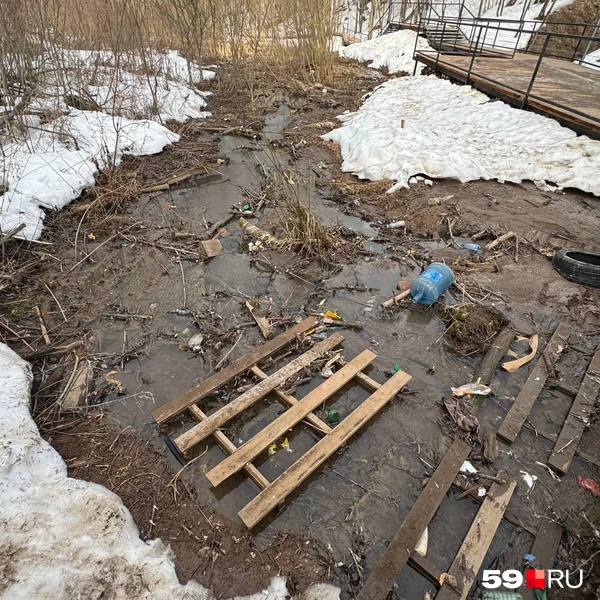 Обычно здесь гостят утки | Источник: Наталья Пальникова / 59.RU