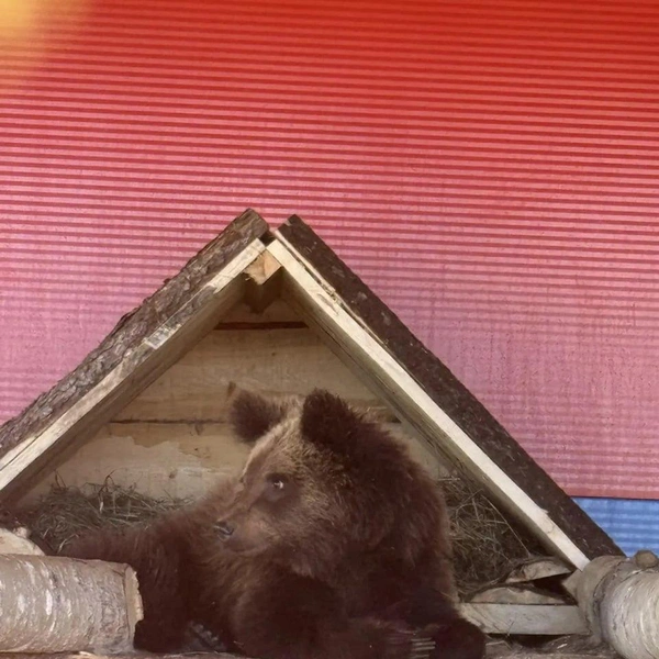 За ним ухаживают врачи | Источник: «Карельский зоопарк» / МАХ
