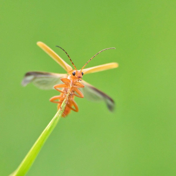 Финалист в номинации «Поведение насекомых» | Источник: Marc Brouwer / Royal Entomological Society 2024 Photography Competition