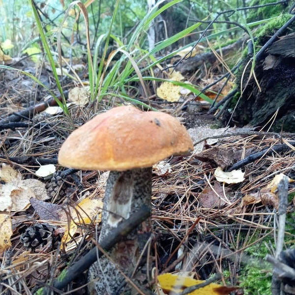 Источник: «Грибы и грибники Екатеринбурга и Свердловской области» / Vk.com