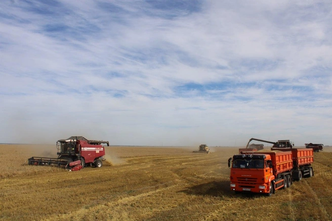Урожайность в области выросла в 2,5 раза: в этом сезоне аграрии собрали 1,9 млн тонн зерна | Источник: Департамент АПК Тюменской области