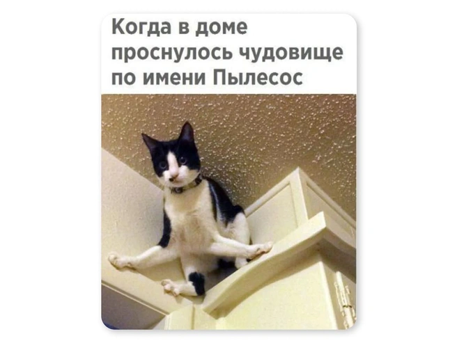 Главный враг всех котов | Источник: Мария Романова / Городские медиа