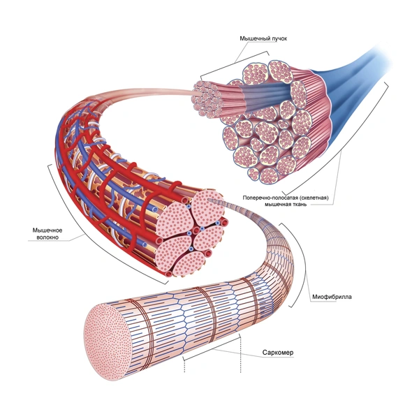 Схема строения поперечно-полосатых мышц | Источник: ASKLEPIOS MEDICAL ATLAS/SCIENCE PHOTO LIBRARY via Legion Media