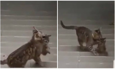Своих не бросаем: упорная кошка пытается затащить котенка на карниз (видео)