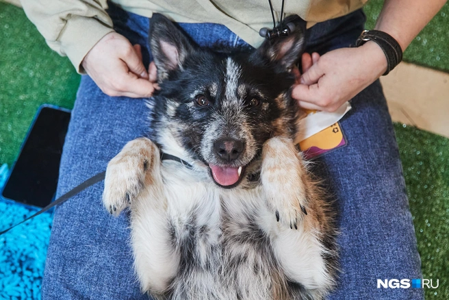 В парке Кирова ижевчане смогут познакомиться с подопечными приюта-передержки «ZooРай» и найти для себя пушистого друга | Источник: Александр Ощепков / NGS.RU