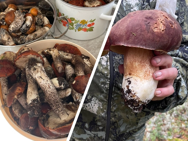 Все грибы — под заморозку | Источник: Наталья Лебедева