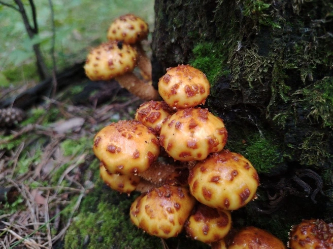 Смешные же грибочки, не правда ли? | Источник: Живу в Академе — Академгородок — Красноярск / VK