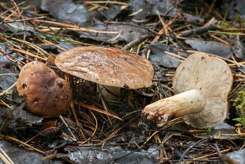Тополевая рядовка сейчас начинает активно плодоносить | Источник: mycology.su