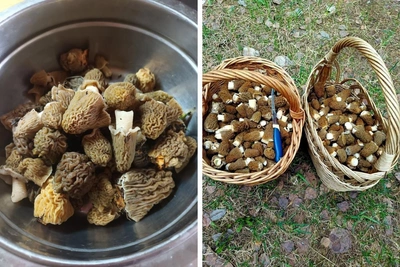 Прикамские грибы появятся раньше из-за теплого марта