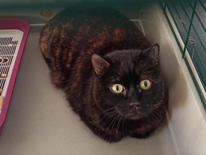 Кошка Воля уже почти год живет в клетке. | Источник: «Ярмарка-раздача День Хвоста | Новосибирск» / «Вконтакте»